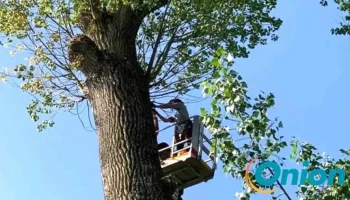 ArborCare - Steinfort