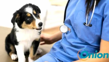 Cabinet veterinaire Molitor/Aaby Fridhaff - Burscheid