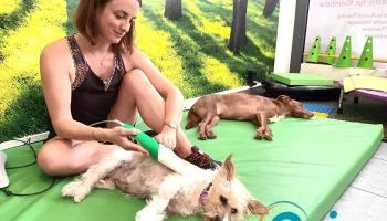 Dogvital Hundephysiotherapie - Echternach