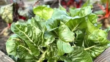 Urban Garden NeiSchmelz - Dudelange