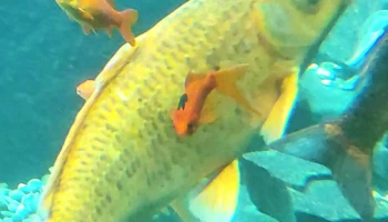 Wasserbillig Aquarium - Mertert