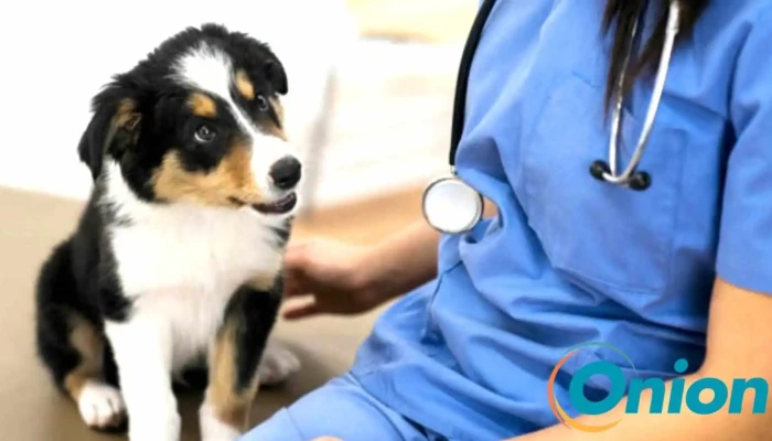Cabinet Veterinaire Molitoraaby Fridhaff No Bei Mire - Burscheid