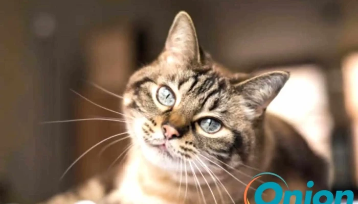 Cabinet Veterinaire Molitoraaby Fridhaff Vom Inhaber - Burscheid