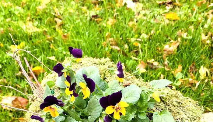 F & S Jardinier Fleuriste - Hesperingen