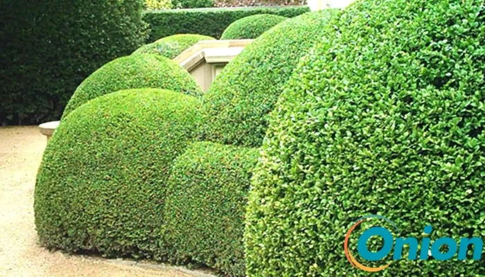 Gartenbau Und Landschaftsbau Mock -  Promotioune - Mertert
