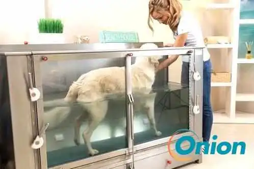 Hundephysio.lu - Wasserbillig Mertert