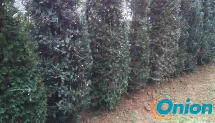 Ideal Jardin Videoene - Roeser