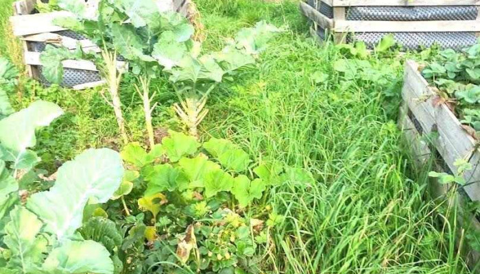 Jardin communautaire - Sanem