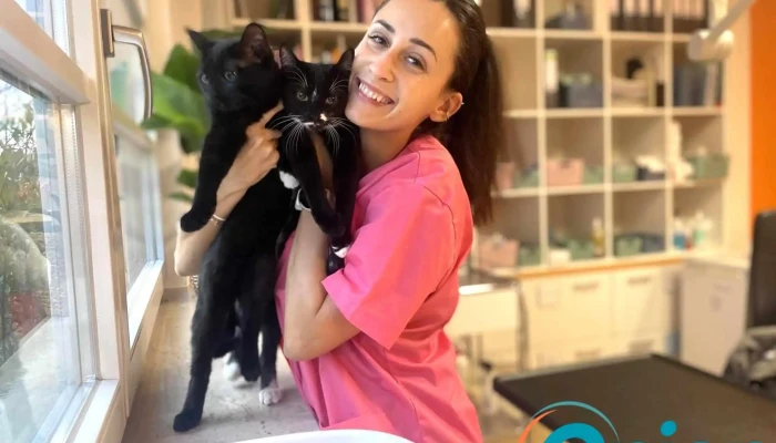 Luxivet Alzeng Hauskatze - Hesperingen