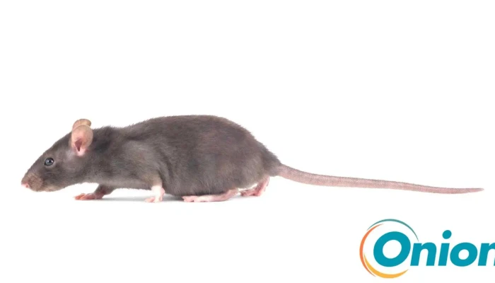 Nuisiprotect -  Ratten - Steinfort