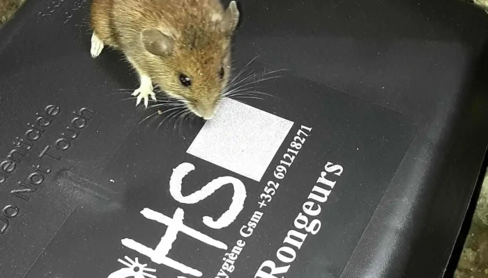 Rhs Pest Control Luxembourg -  Vom Inhaber - Wiltz