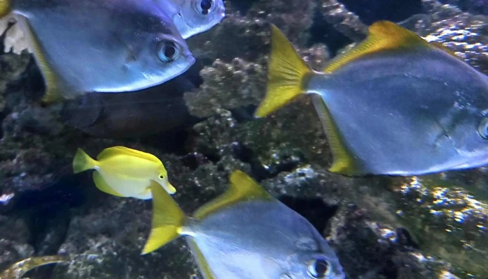 Wasserbillig Aquarium -  Katalog - Mertert