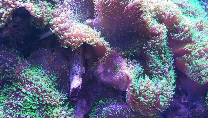 Wasserbillig Aquarium -  Kommentaren - Mertert
