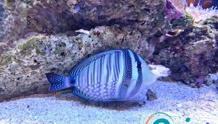 Wasserbillig Aquarium -  Neueste - Mertert