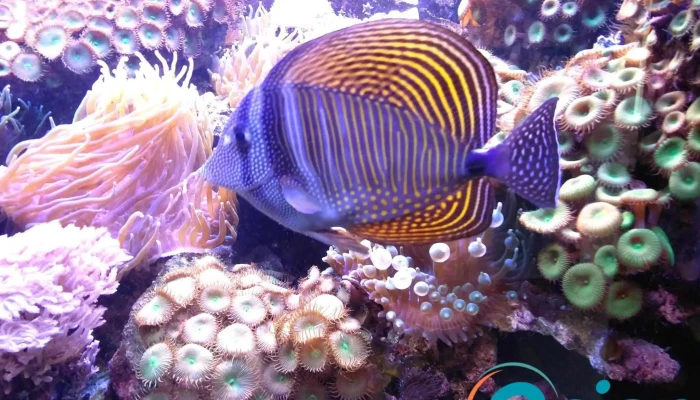 Wasserbillig Aquarium -  Nummere - Mertert