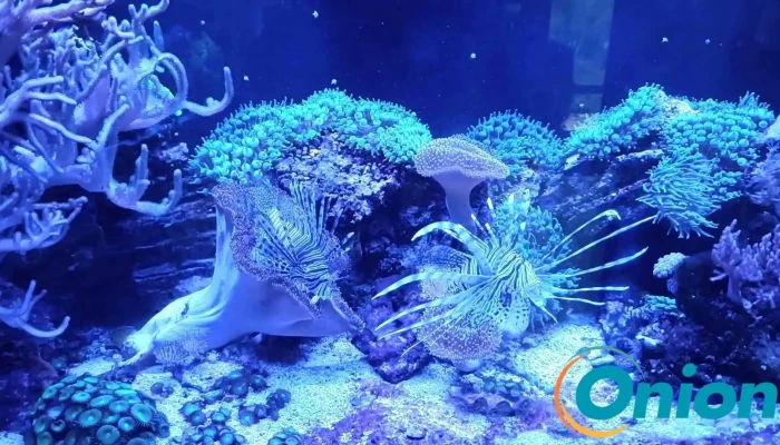 Wasserbillig Aquarium -  Videos - Mertert