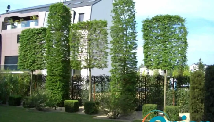 Winandy Pol Jardins -  Garten - Reckingen/mess