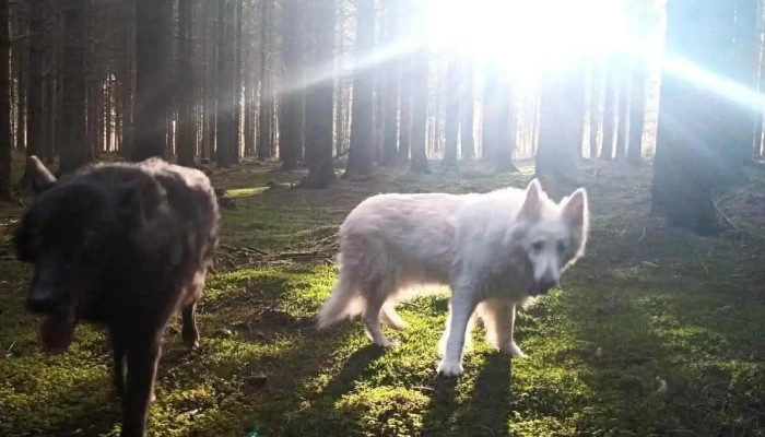 Wolf Spirit Dogcoach - Luxembourg